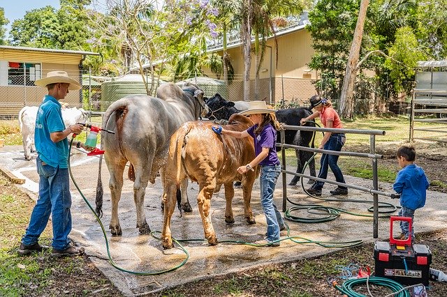 Free download Bull Country Show Livestock -  free photo or picture to be edited with GIMP online image editor