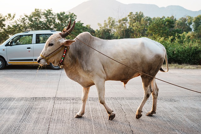 Free download bull cow cattle animal mammal free picture to be edited with GIMP free online image editor