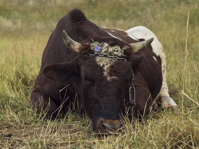 Free download Bull Cow The Horn Of Africa -  free photo or picture to be edited with GIMP online image editor