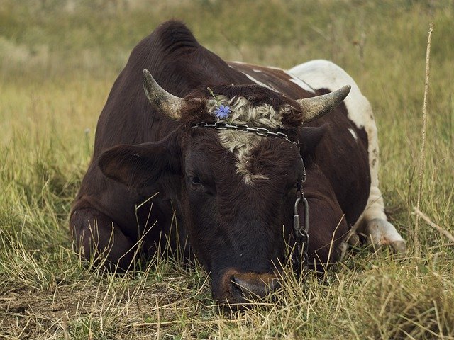 Gratis download Bull Cow The Horn Of Africa - gratis foto of afbeelding om te bewerken met GIMP online afbeeldingseditor