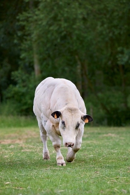Free download bull cow young white walk meadow free picture to be edited with GIMP free online image editor