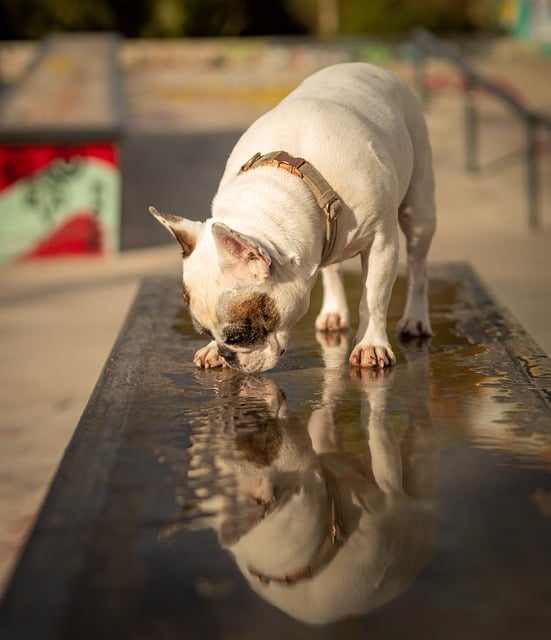 Free download bulldog french french bulldog free picture to be edited with GIMP free online image editor