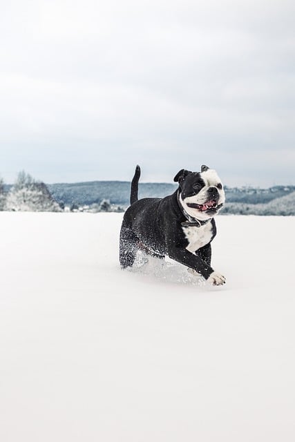 Free download bulldog pet dog snow winter free picture to be edited with GIMP free online image editor