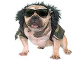 Free download Bull Dog Sunglasses Thumb ( 1) free photo or picture to be edited with GIMP online image editor