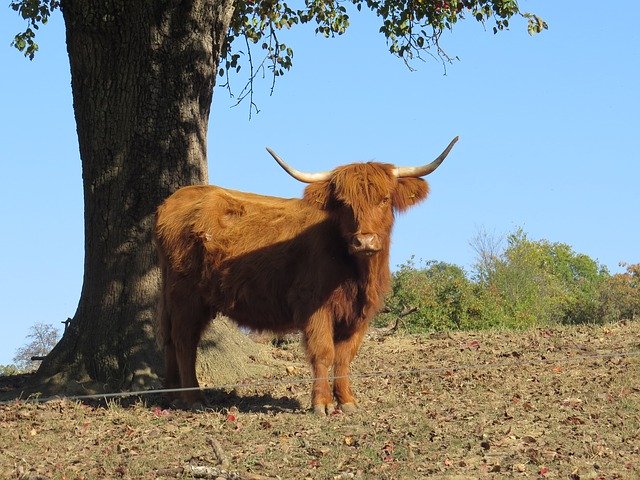 Bull Ferdinand Tree 무료 다운로드 - 무료 사진 또는 김프 온라인 이미지 편집기로 편집할 사진