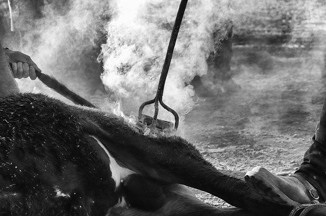 സൗജന്യ ഡൗൺലോഡ് Bull Ferrade Fire - GIMP ഓൺലൈൻ ഇമേജ് എഡിറ്റർ ഉപയോഗിച്ച് എഡിറ്റ് ചെയ്യാവുന്ന സൗജന്യ ഫോട്ടോയോ ചിത്രമോ