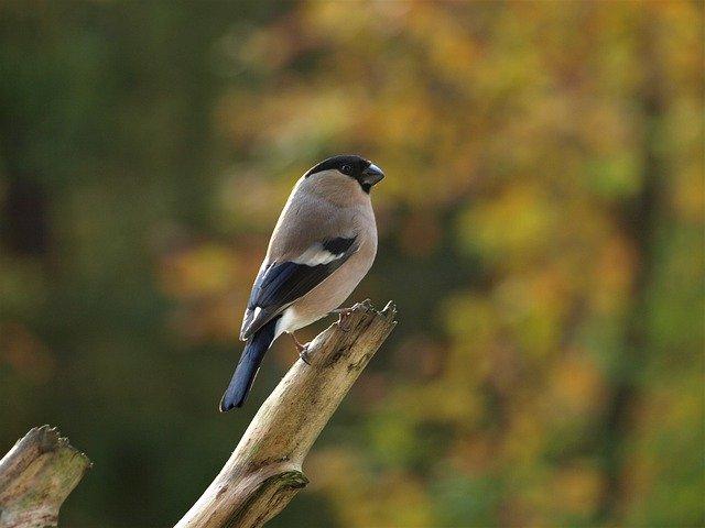 Download gratuito Bullfinch Female Gimpel - foto o immagine gratuita da modificare con l'editor di immagini online GIMP