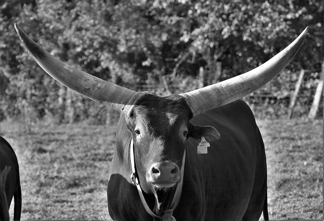 Free download bull horns cow watusi bos taurus free picture to be edited with GIMP free online image editor