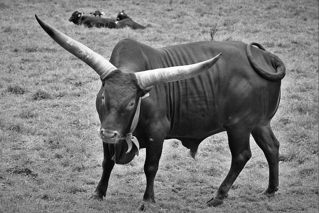Free download bull horns cow watussi bos taurus free picture to be edited with GIMP free online image editor