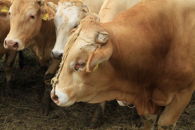Bezpłatne pobieranie Bull Livestock Beef - darmowe zdjęcie lub obraz do edycji za pomocą internetowego edytora obrazów GIMP