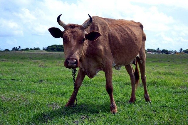 Free download Bull Livestock Cattle -  free photo or picture to be edited with GIMP online image editor