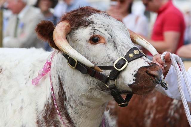 Free download bull livestock farm cattle cow free picture to be edited with GIMP free online image editor