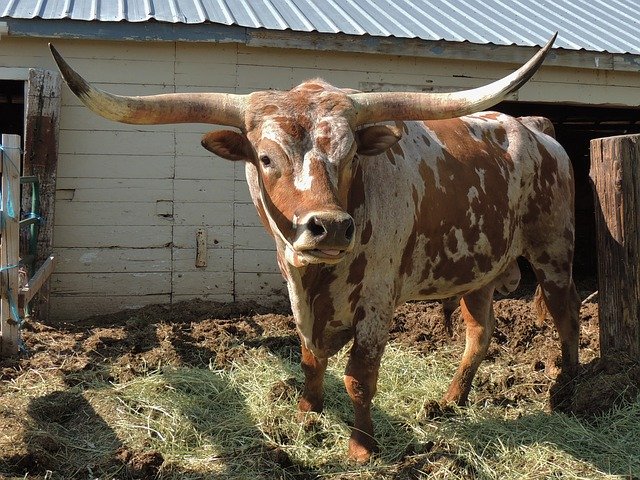 Free download Bull Longhorn Texas -  free photo or picture to be edited with GIMP online image editor