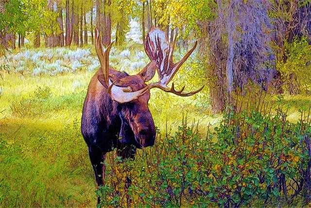Free download Bull Moose At Gros Ventre -  free illustration to be edited with GIMP free online image editor