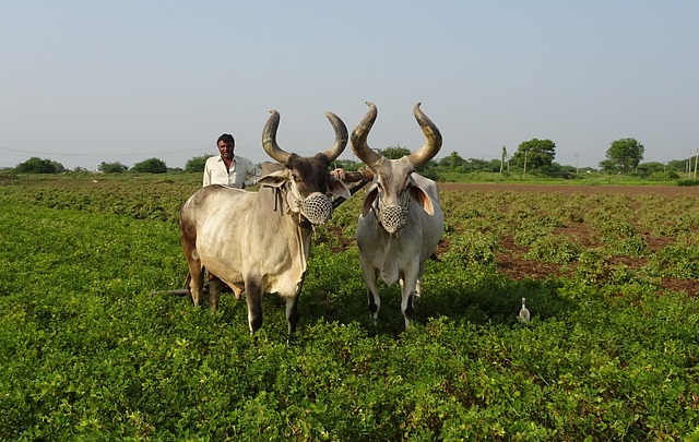 Free download bullock ox plough furrowing cattle free picture to be edited with GIMP free online image editor