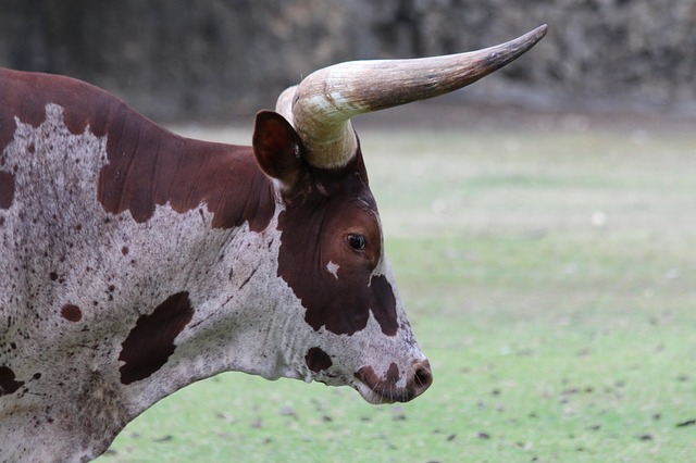 Free download bull of watusi animals pets free picture to be edited with GIMP free online image editor