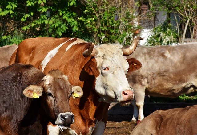 Free download bull ox cow bovine cattle horns free picture to be edited with GIMP free online image editor