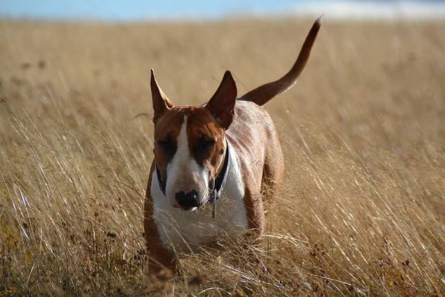 Free download bull terrier field dog nature free picture to be edited with GIMP free online image editor