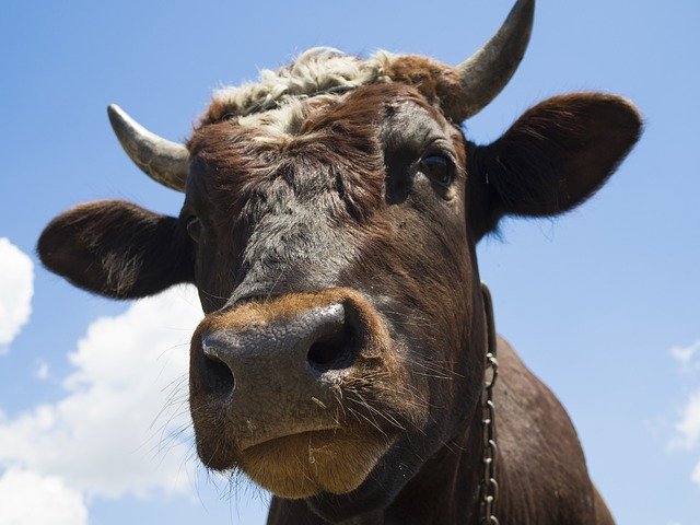 বিনামূল্যে ডাউনলোড করুন Bull The Horn Of Africa Cow - বিনামূল্যে ছবি বা ছবি GIMP অনলাইন ইমেজ এডিটর দিয়ে সম্পাদনা করা হবে