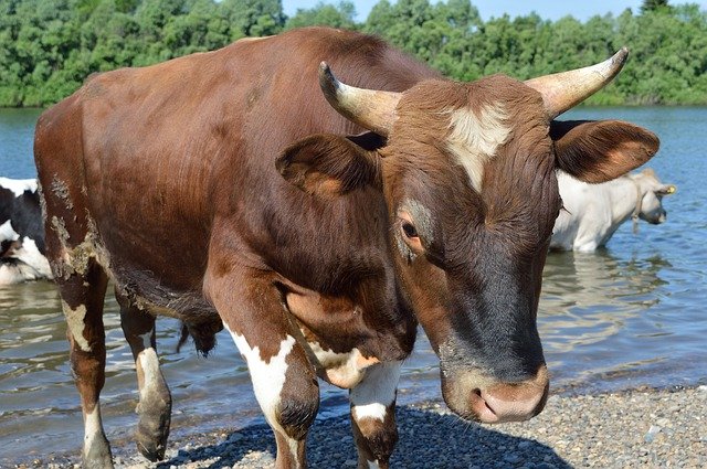 Descarga gratuita Bull Watering Place River: foto o imagen gratuita para editar con el editor de imágenes en línea GIMP