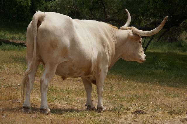 Free download bull white bull livestock cattle free picture to be edited with GIMP free online image editor