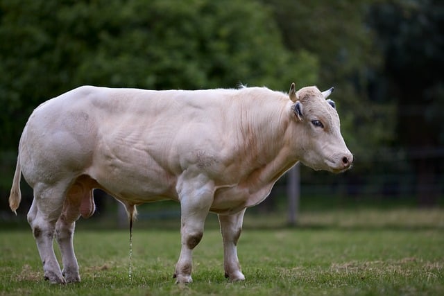 Free download bull white muscular muscles firm free picture to be edited with GIMP free online image editor