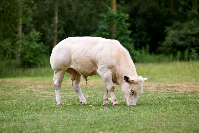 Free download bull white young graze beef cow free picture to be edited with GIMP free online image editor