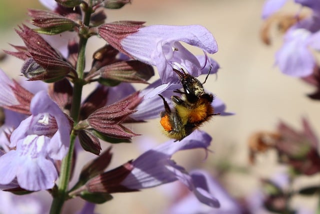 Free download bumblebee bee flowers sage wings free picture to be edited with GIMP free online image editor