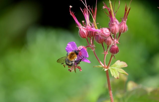 Free download bumblebee bee insect free picture to be edited with GIMP free online image editor
