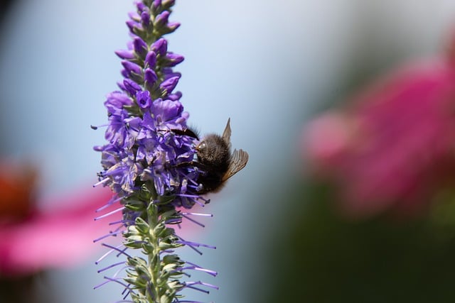 Kostenloser Download Hummel Biene Insekt bestäubt kostenloses Bild, das mit dem kostenlosen Online-Bildeditor GIMP bearbeitet werden kann