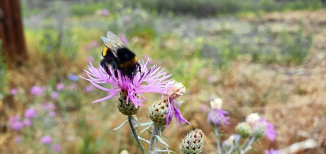 Gratis download Bumblebee Roerdomp Insect - gratis foto of afbeelding om te bewerken met GIMP online afbeeldingseditor