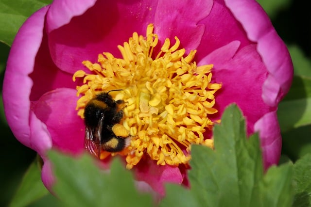 Free download bumblebee bombus insect free picture to be edited with GIMP free online image editor