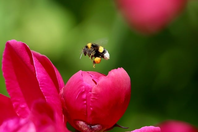 Free download bumblebee bombus insect flying free picture to be edited with GIMP free online image editor