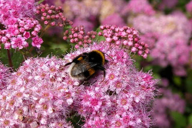 Free download bumblebee bug pollination pollinate free picture to be edited with GIMP free online image editor