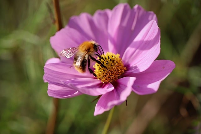 Free download bumblebee field bumblebee insect free picture to be edited with GIMP free online image editor
