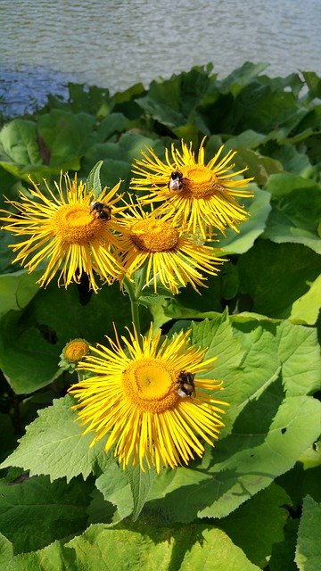 Téléchargement gratuit de Fleur de bourdon - photo ou image gratuite à modifier avec l'éditeur d'images en ligne GIMP