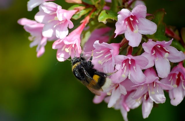 Free download bumblebee flower insect bee pollen free picture to be edited with GIMP free online image editor