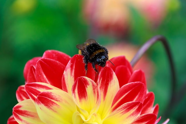 Free download bumblebee flower macro garden free picture to be edited with GIMP free online image editor