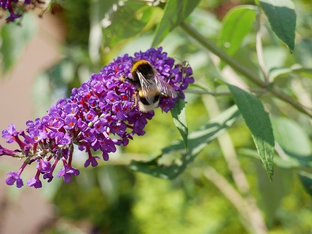 Free download Bumble-Bee Flower Nature -  free photo or picture to be edited with GIMP online image editor