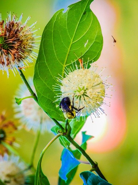 Free download Bumblebee Flowers Bee -  free free photo or picture to be edited with GIMP online image editor