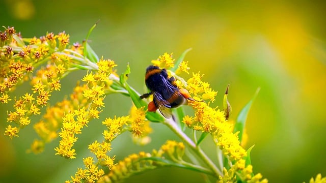 Free download bumble bee flowers pollen free picture to be edited with GIMP free online image editor