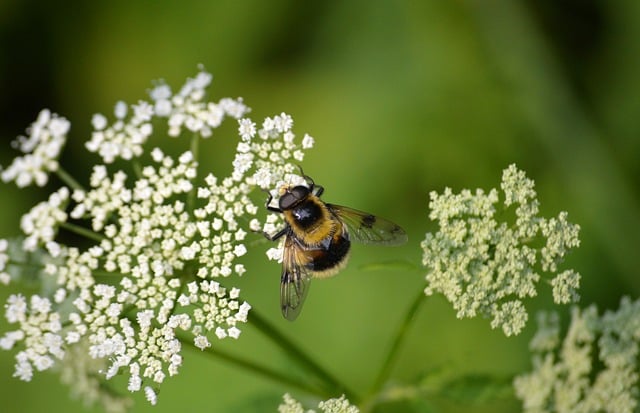 Free download bumblebee forest hoverfly insect free picture to be edited with GIMP free online image editor