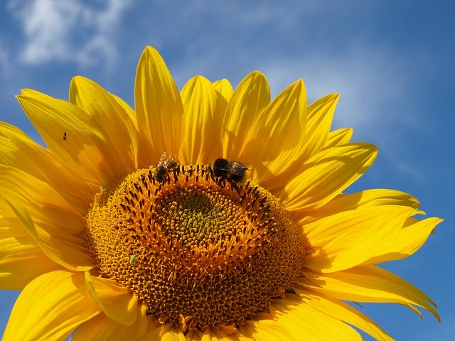 Téléchargement gratuit de Bumble Bee Honey - photo ou image gratuite à modifier avec l'éditeur d'images en ligne GIMP