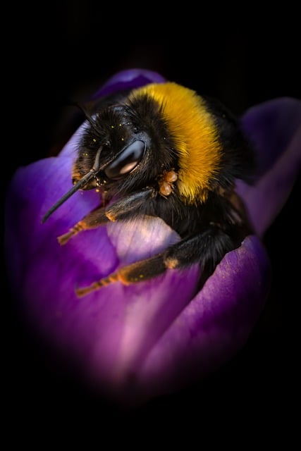 Free download bumblebee insect bee crocus purple free picture to be edited with GIMP free online image editor