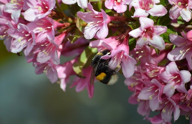 Free download bumblebee insect bee pollen weelie free picture to be edited with GIMP free online image editor