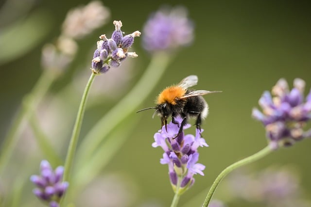 Free download bumblebee insect bee pollination free picture to be edited with GIMP free online image editor