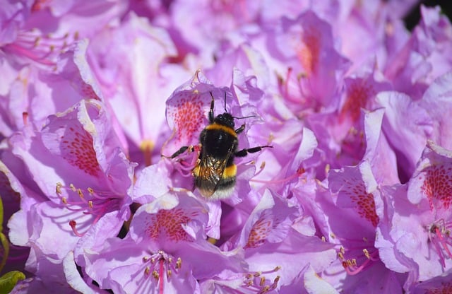 Free download bumblebee insect bee rhododendron free picture to be edited with GIMP free online image editor