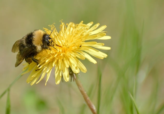 Free download bumblebee insect flower nectar free picture to be edited with GIMP free online image editor