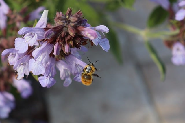 Free download bumblebee insect forager flying free picture to be edited with GIMP free online image editor