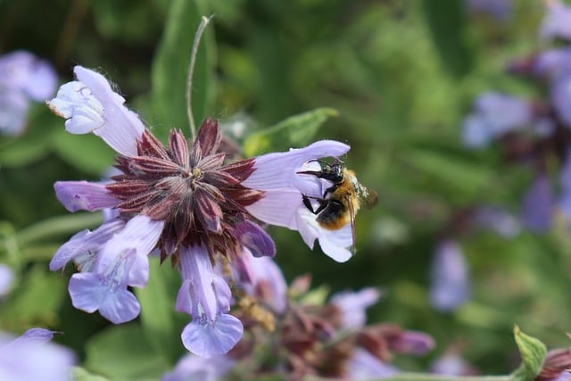 Free download bumblebee insect forager foraging free picture to be edited with GIMP free online image editor